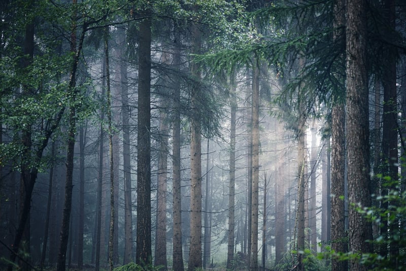Whispering Forest
